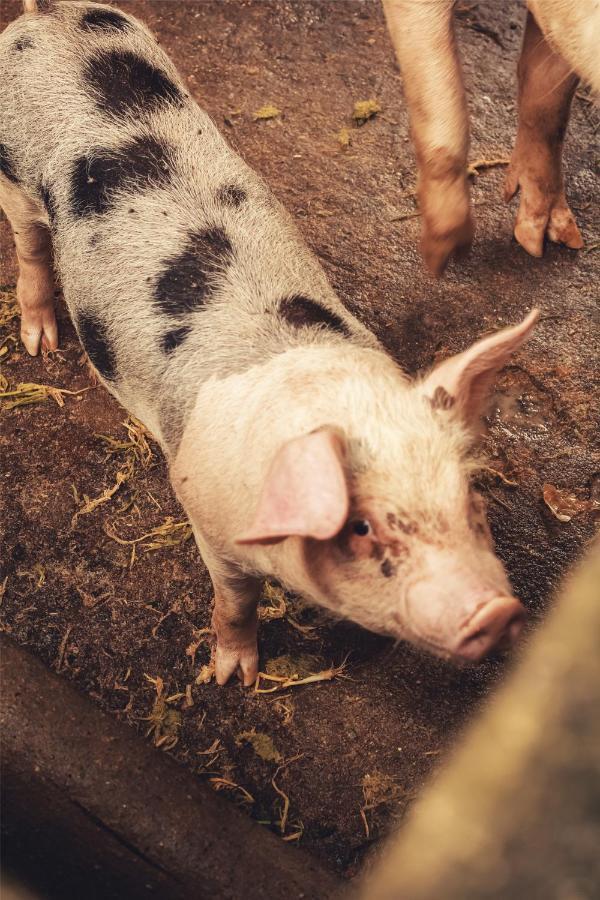 Hotel Fazenda Agua Branca Bonito  Eksteriør bilde